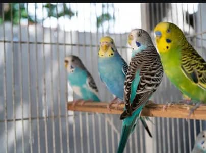 Budgie pair required with cage