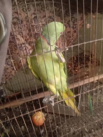 parrot for sale