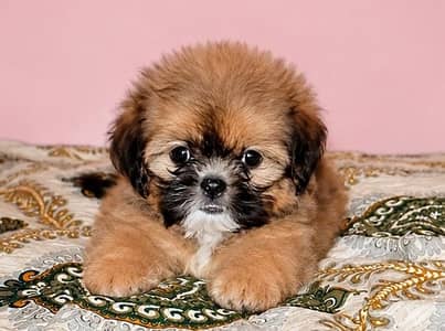 shih tzu puppy female available for sale