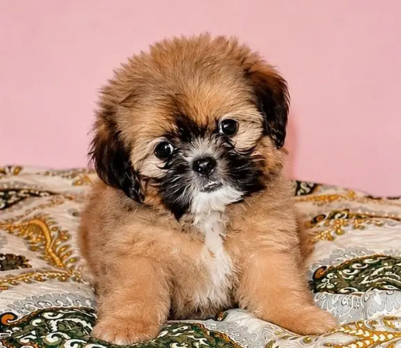 shih tzu puppy female available for sale — photo 2