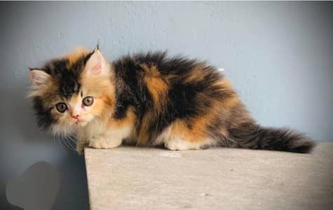 Long coated furry callico Persian kitten on lip till