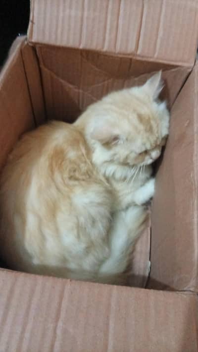 pesrion Male cat