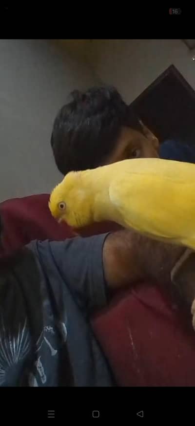 yellow ring neck face to face male blue female
