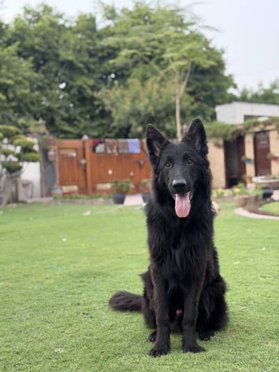 Black shepherd Male
