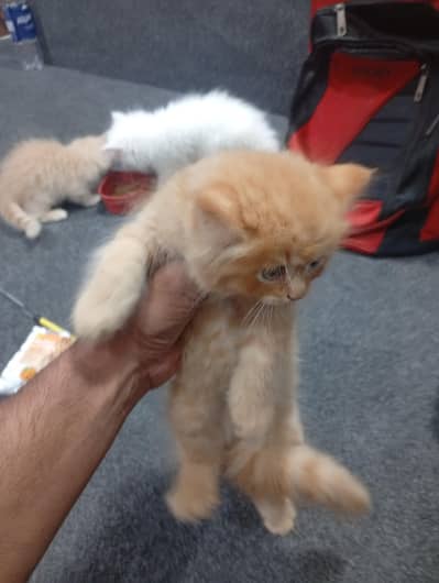 parshion punch face kitten home breed