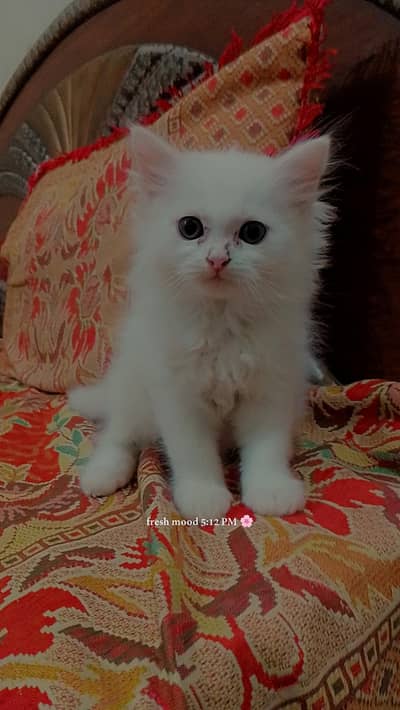  Tiny Paws, Big Love! 
