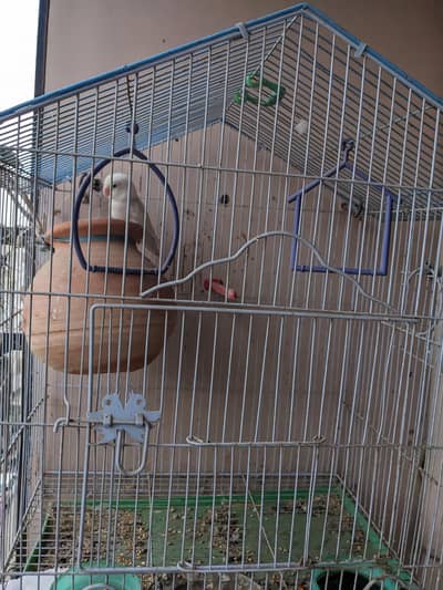 love birds