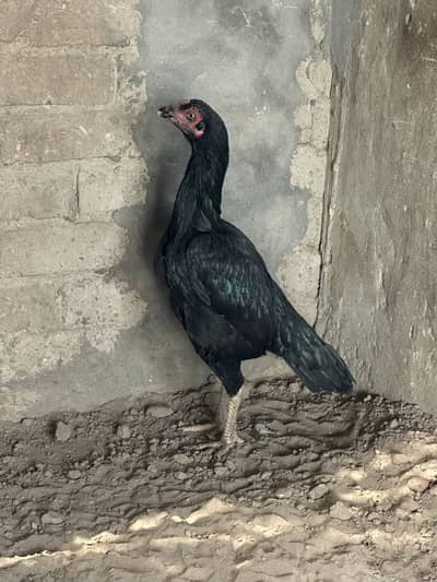 I want to sale my aseel hen one eye