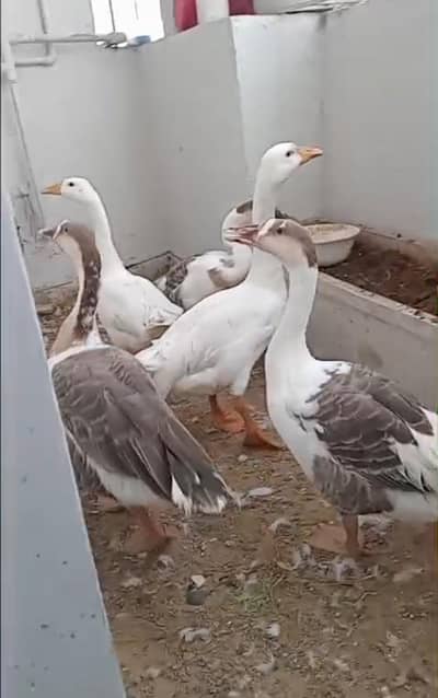 long neck duck pair 0/3/3/6/1/8/6/9/8/6/6