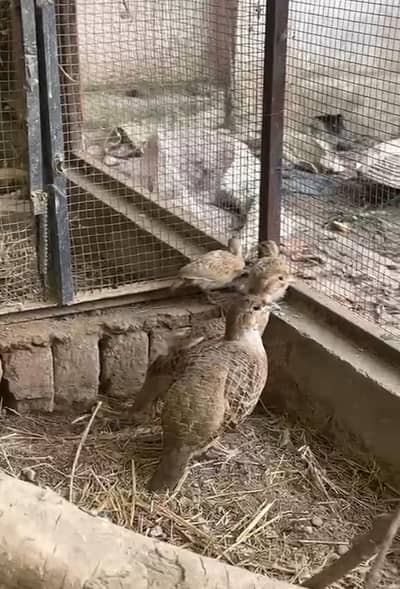 irani pair +2 chicks