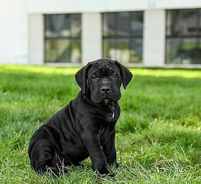 Cane Corso Puppies Available Now