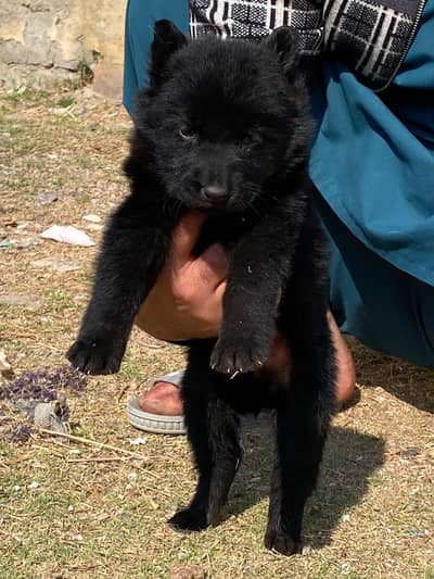Black Shepherd Pupps | Black German Shepherd Pupp | GSD Pupps For Sale