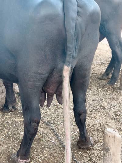 pregnant buffalo for sell
