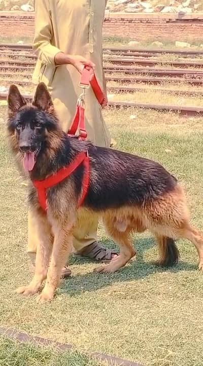 German shepherd long coat male  dog for sale
