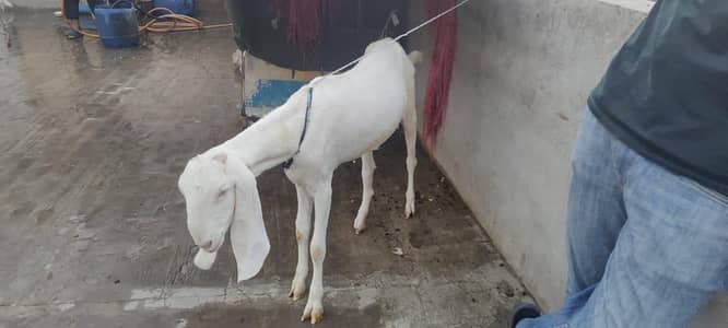 Rajan Puri bakri for sale