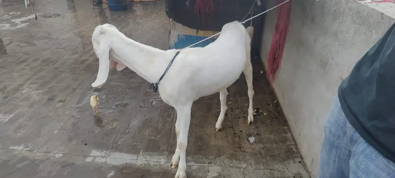 Rajan Puri bakri for sale — photo 2