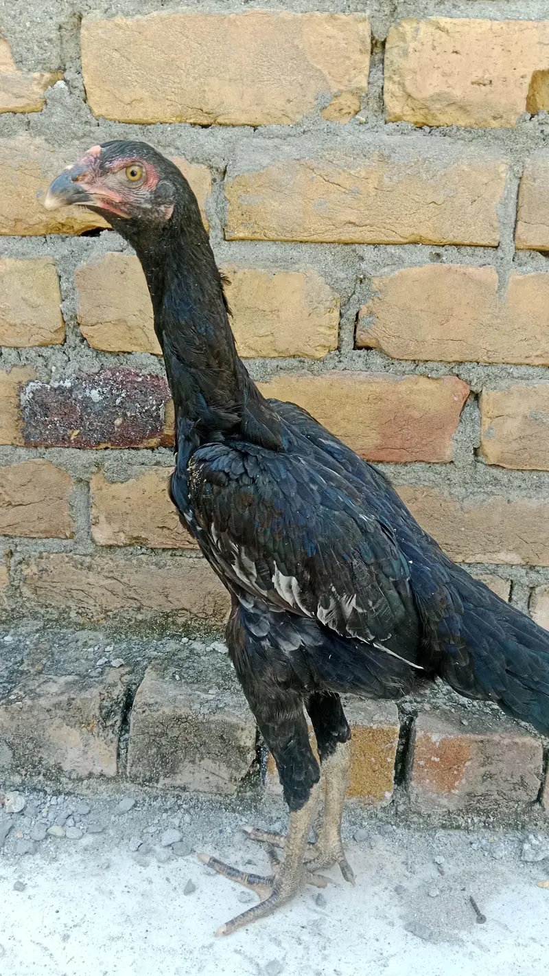 O shamo — photo 4