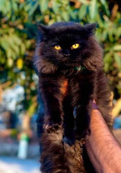 black triple coat Persian
