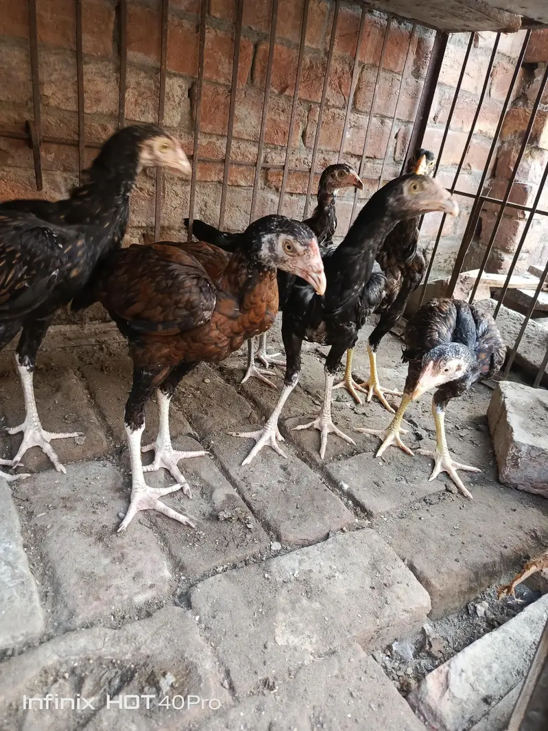 Pure Aseel mianwali male female — photo 2