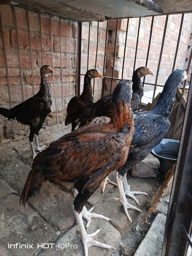 Pure Aseel mianwali male female — photo 3