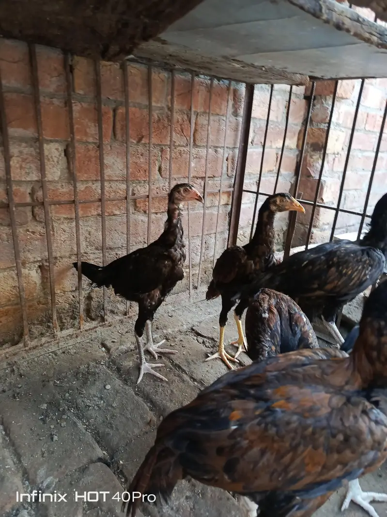 Pure Aseel mianwali male female — photo 4