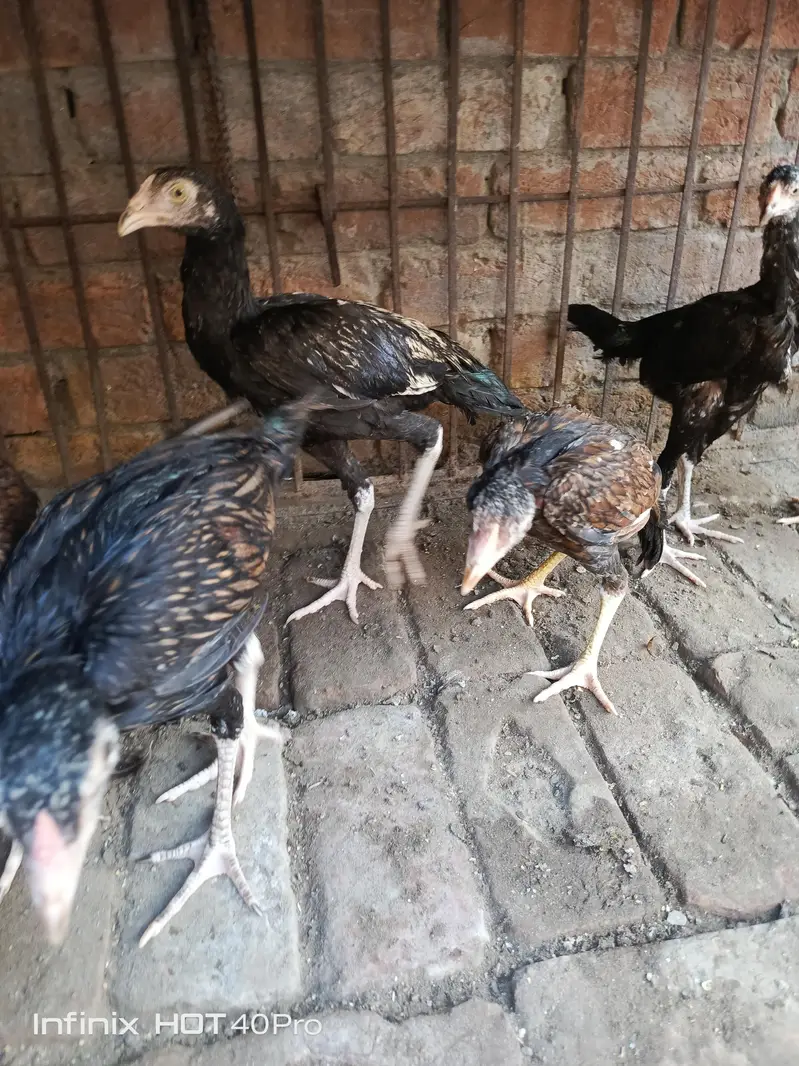 Pure Aseel mianwali male female — photo 5