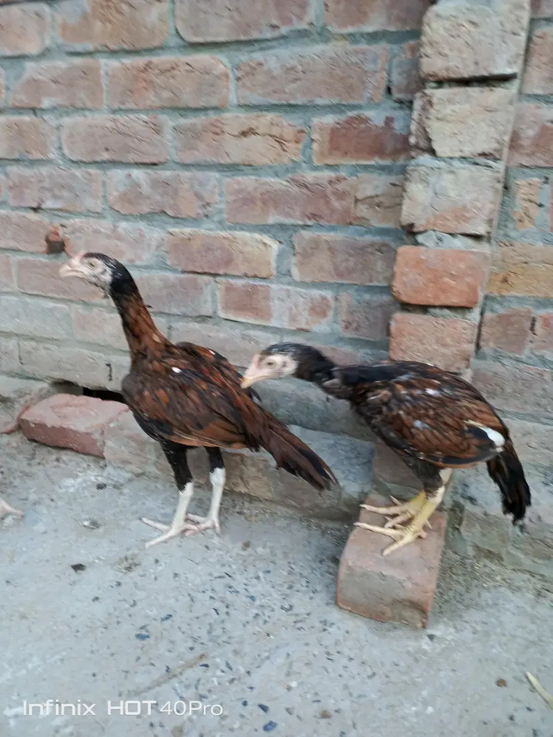 Pure Aseel mianwali male female — photo 9