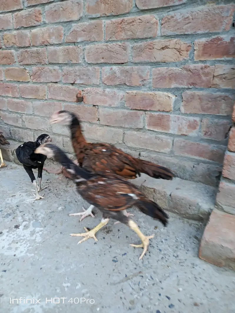 Pure Aseel mianwali male female — photo 10
