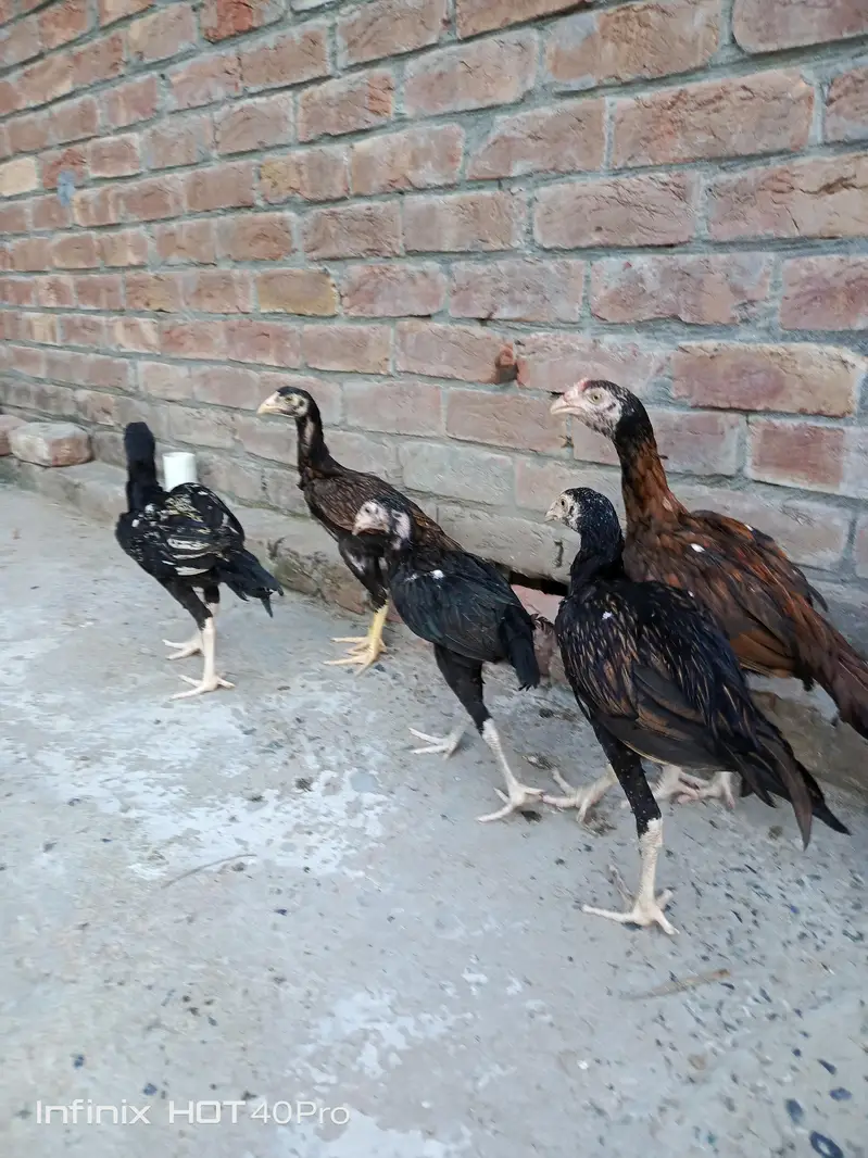 Pure Aseel mianwali male female — photo 11