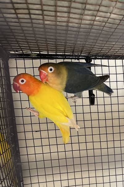 Lutino personata albino decino and parblue parrots pair