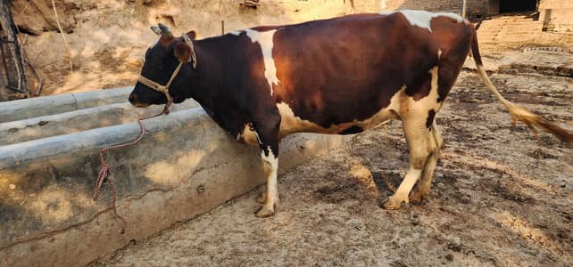 gaban cows