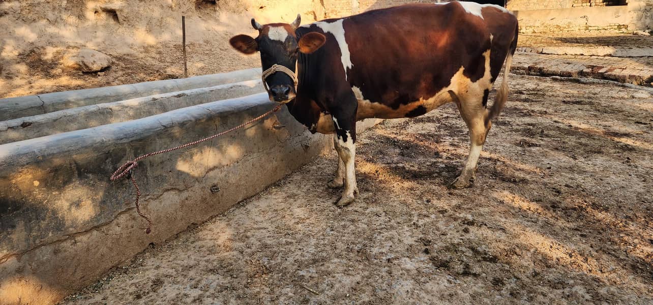 gaban cows 1