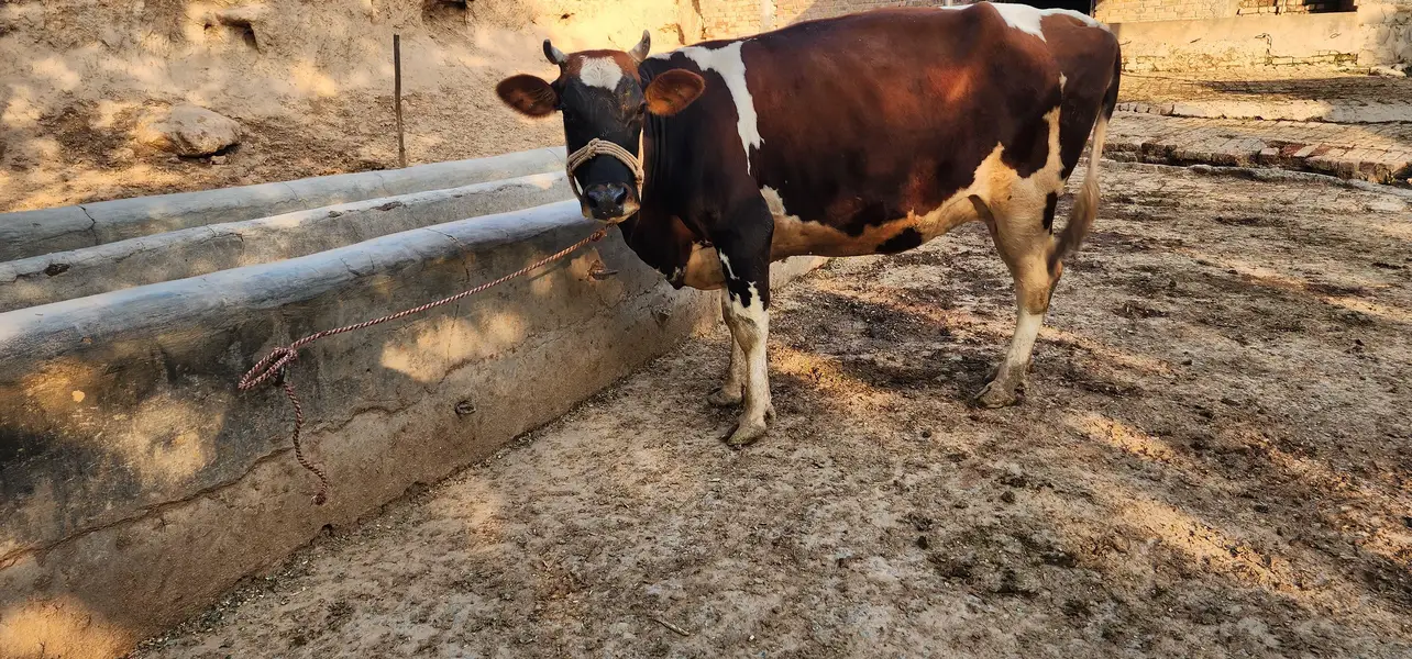gaban cows — photo 2