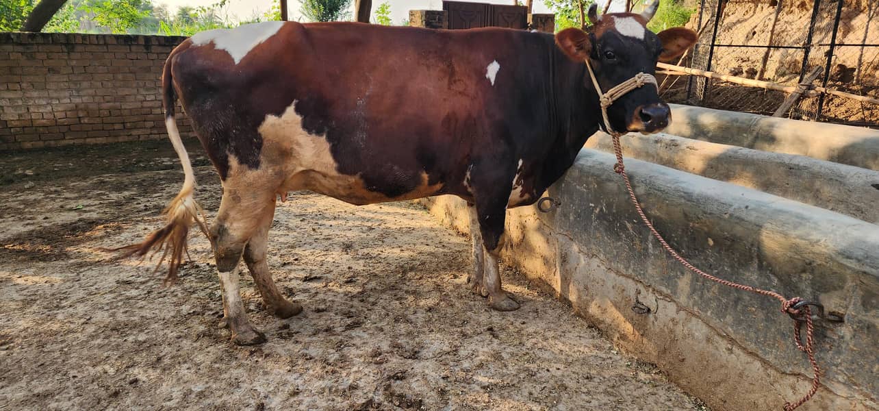 gaban cows 2