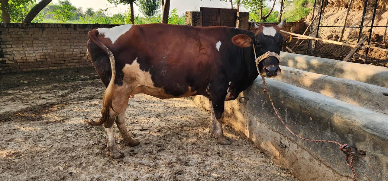 gaban cows 3