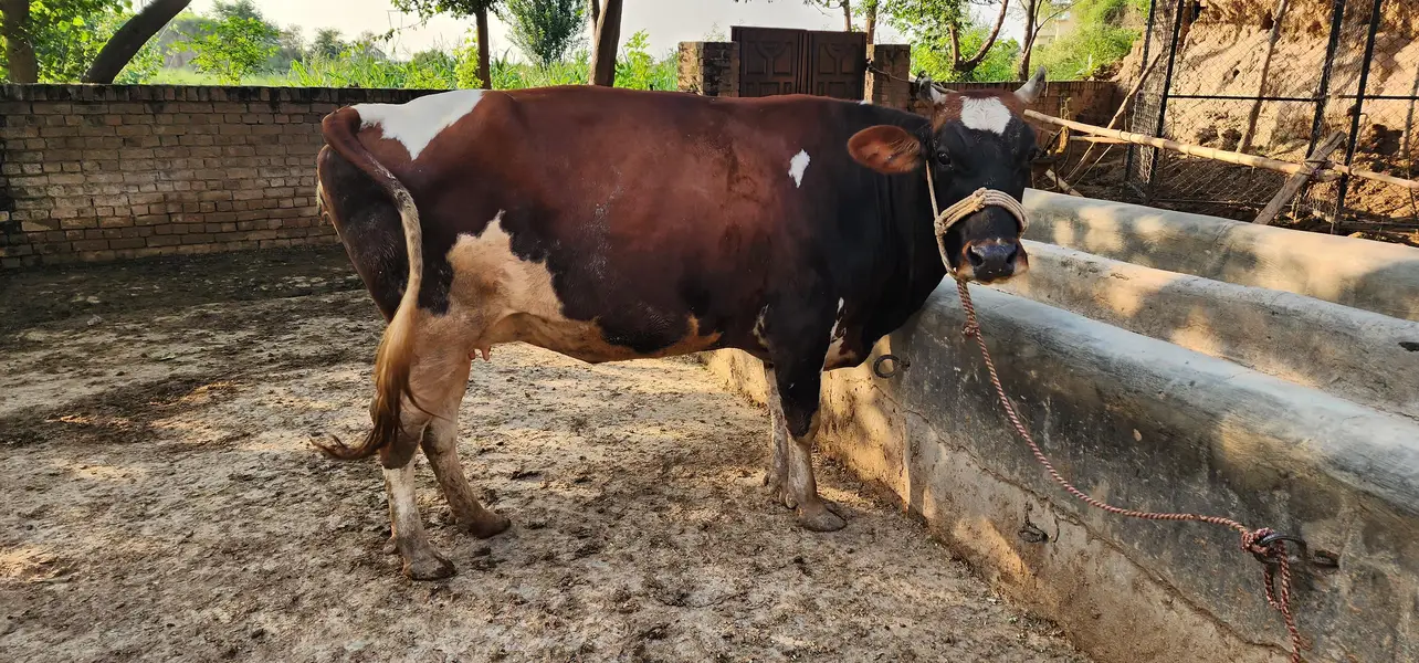 gaban cows — photo 4