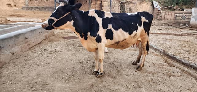 gaban cows