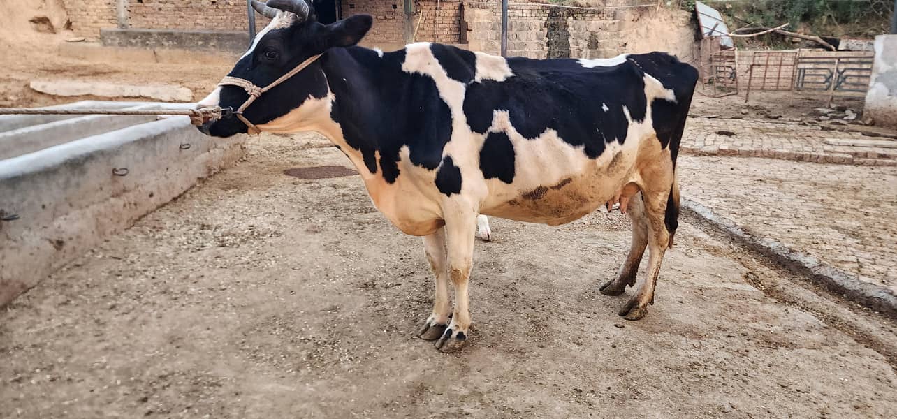 gaban cows 4