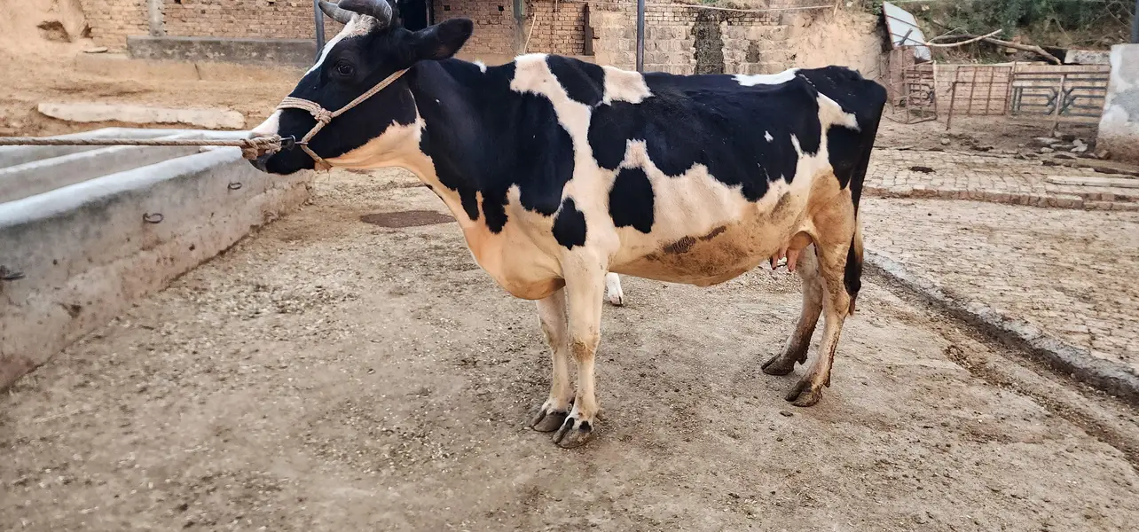 gaban cows — photo 5
