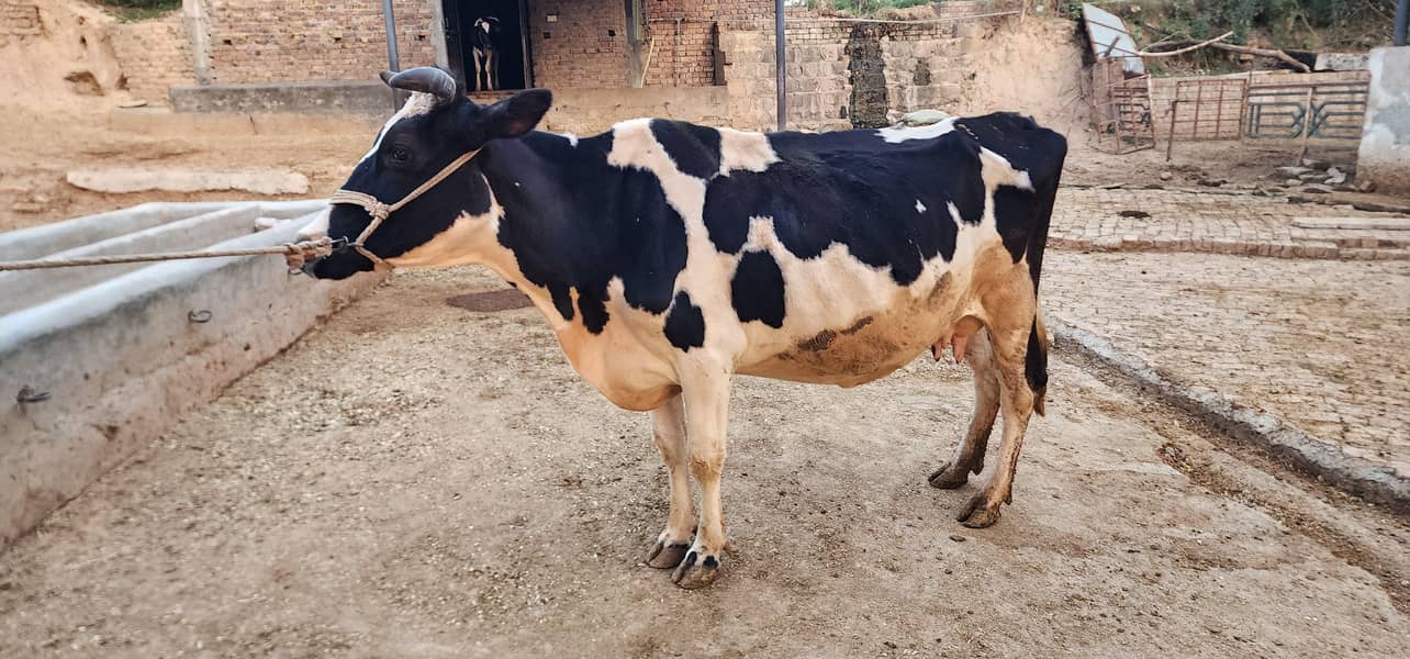 gaban cows 5