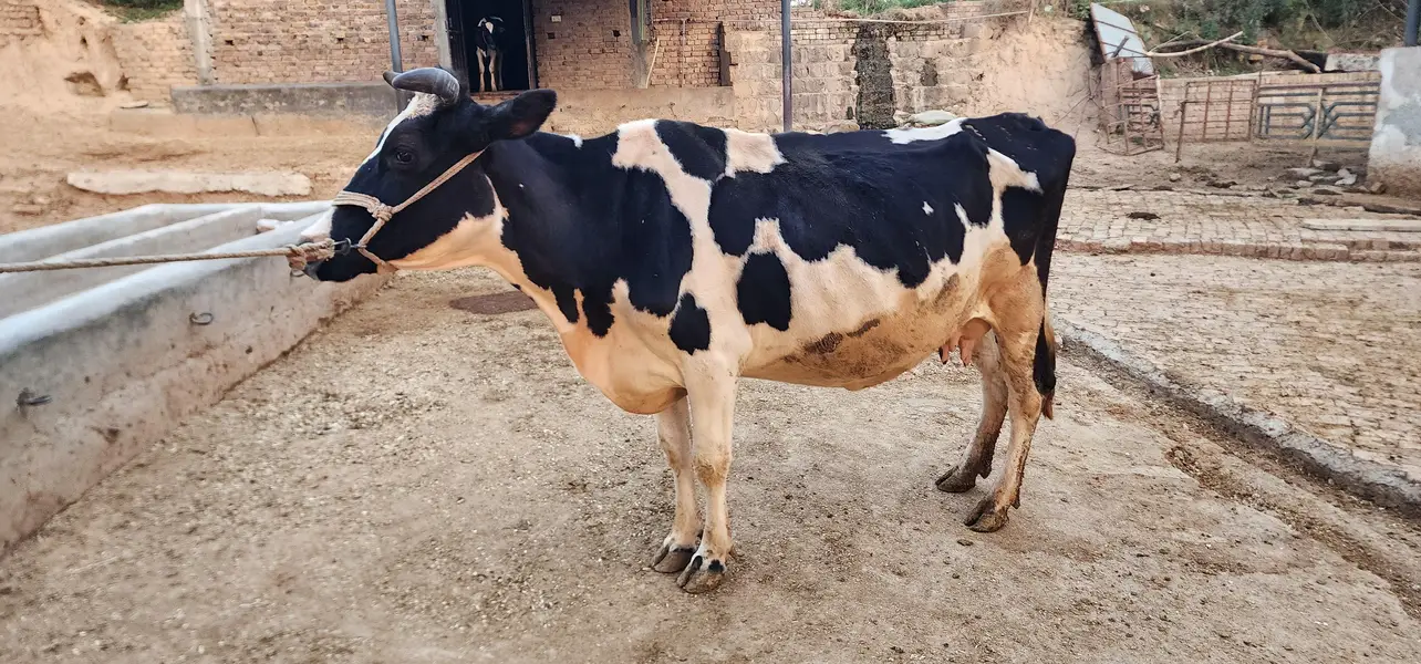 gaban cows — photo 6
