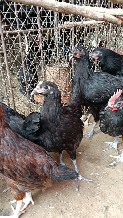 Black Australorp Female 2 3 & 4 months old healthy active vaccinated