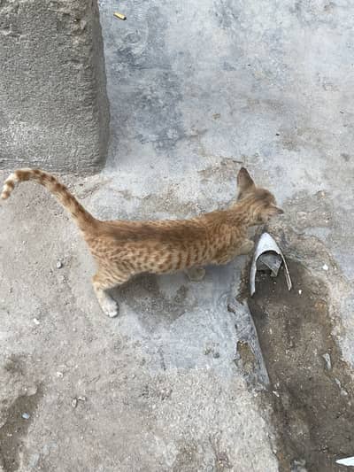 American cat stock available ha
