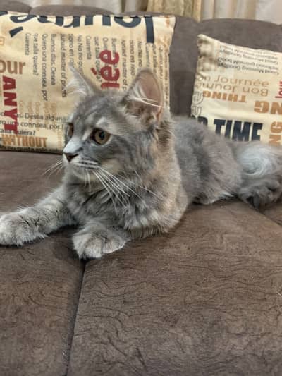 Persian cat for Adoption
