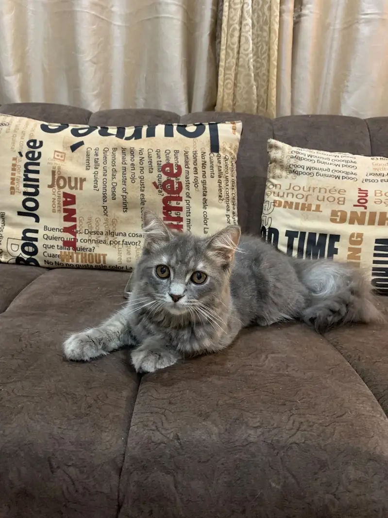Persian cat for Adoption — photo 2