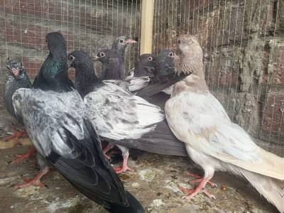 Premium Flying Pigeons – Saleeta, Neela, Teddy & Dabb Wale | Breeder