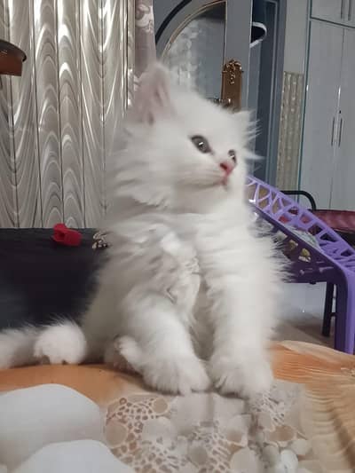 persian semi punch face