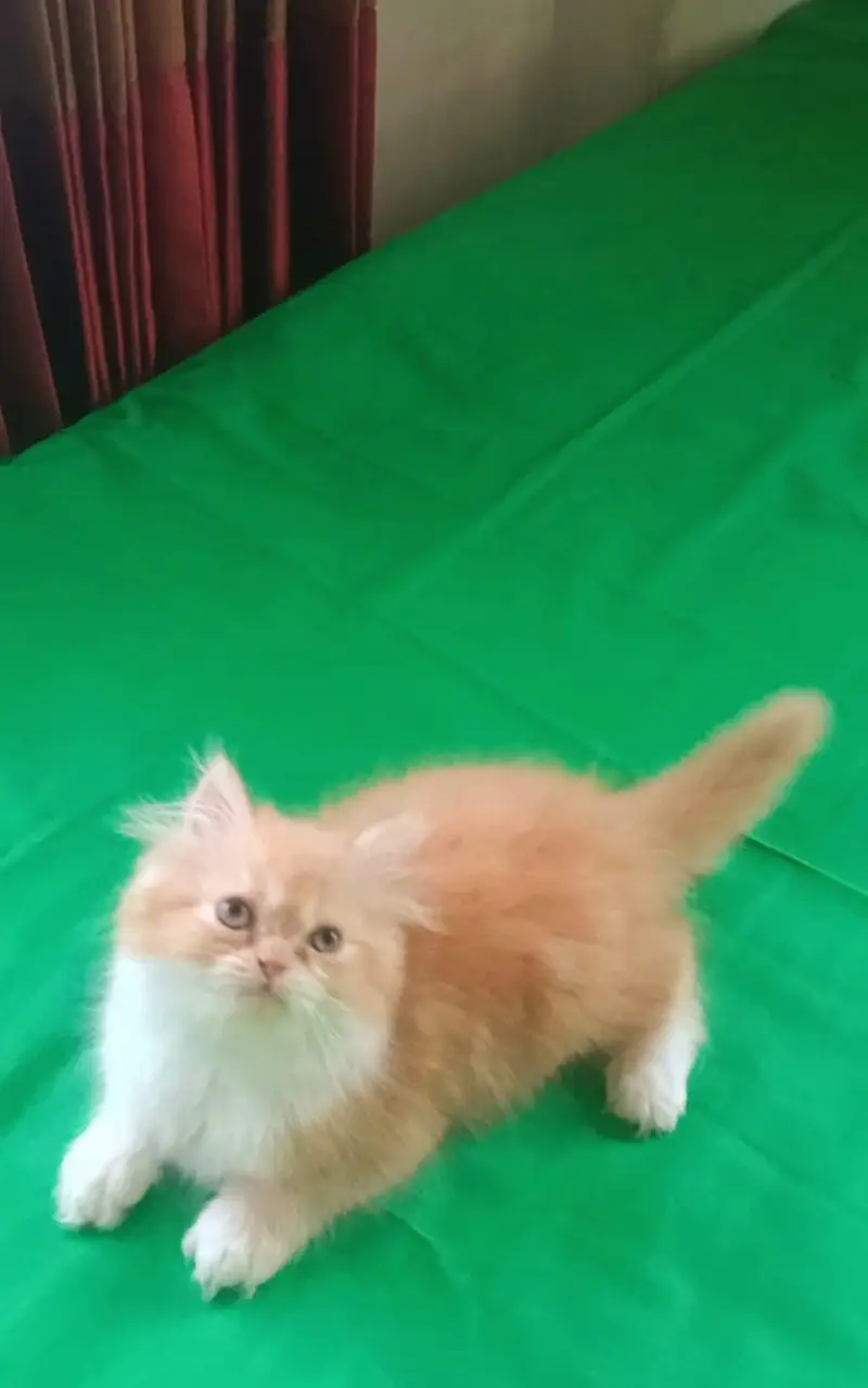 persian semi punch face — photo 2