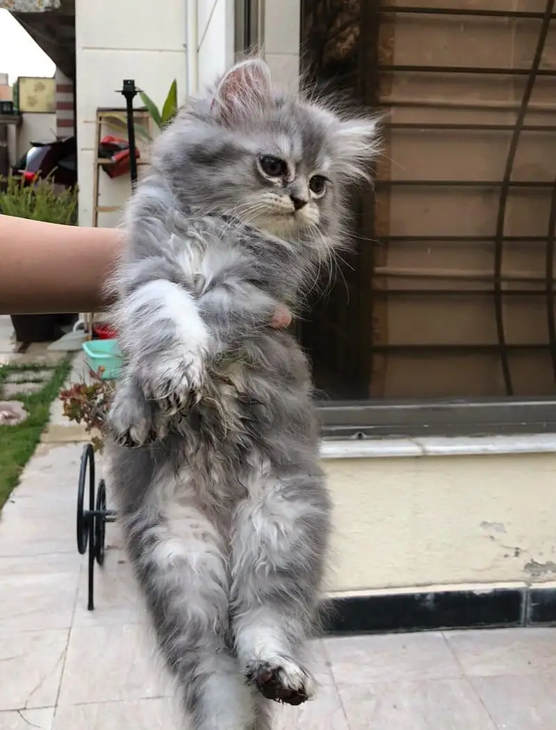 persian semi punch face — photo 3