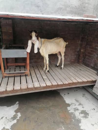 Beetle bakra| goat | bakra | beetal amartsai bakra | goat for sale
